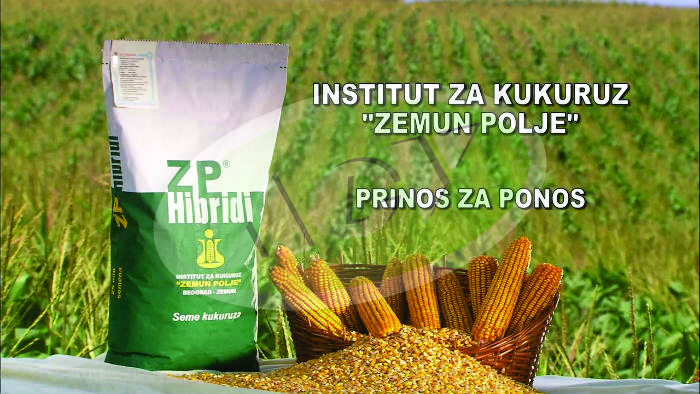 SEM.KUKURUZ ZP 600